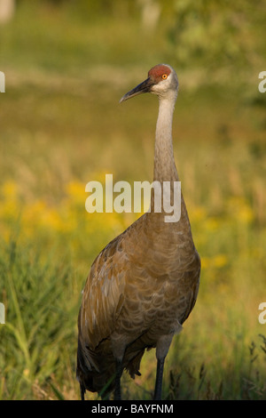 Sandhill Kran Stockfoto