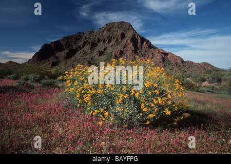 Frühling Blumen Organ Pipe National Monument, Arizona. Stockfoto