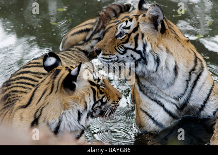 Eine Nahaufnahme von Bengal Tigerin Machali in der rechten und ihr junges Kühlung im Ranthambore Tiger Reserve, Indien.  (Panthera Tigris) Stockfoto