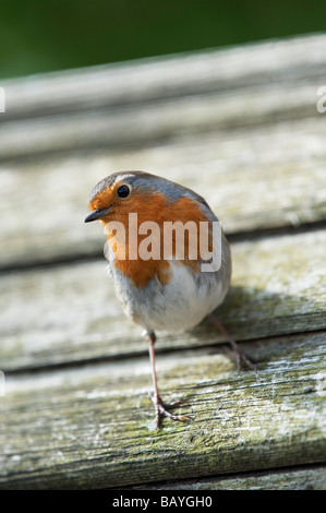 Erithacus Rubecula. Robin auf dem Dach eines Vogels Tisch. Großbritannien Stockfoto