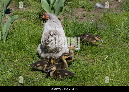 Surrogat Mutter Henne Entenküken angenommenen verlassenen Fluss Medway Allington verriegeln Maidstone Kent England uk Europa Stockfoto