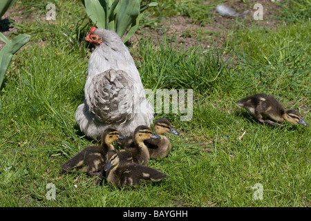 Surrogat Mutter Henne Entenküken angenommenen verlassenen Fluss Medway Allington verriegeln Maidstone Kent England uk Europa Stockfoto