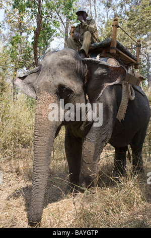 In der Nähe von Low Angle sicht Mahout sitzt auf seinem Arbeiten safari Elefant für den nächsten Reiter in Kanha National Park Indien warten Stockfoto