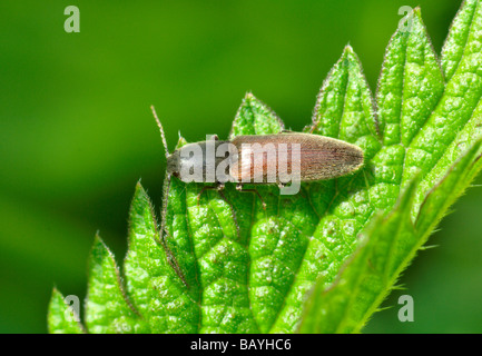 Klicken Sie auf Käfer (Athous Haemorrhoidalis) Stockfoto