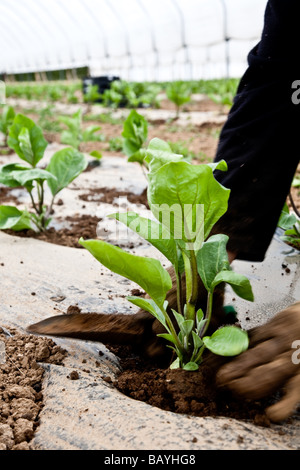 Auberginen für den kommerziellen Anbau dieser Pflanzen ist eine groß angelegte Produktion von 15000 Pflanzen gepflanzt in große Folientunnel Stockfoto