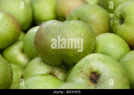 Malus Domestica Bramley Seeling Apfel Ernte von Armagh Bramley-Äpfel Stockfoto