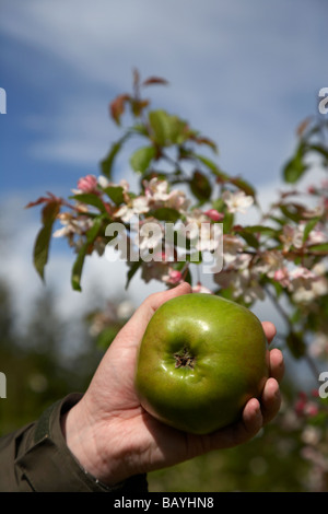 Malus Domestica Bramley Sämling Apple durch aufgehalten mans Hand Blühender Apfelbaum Stockfoto