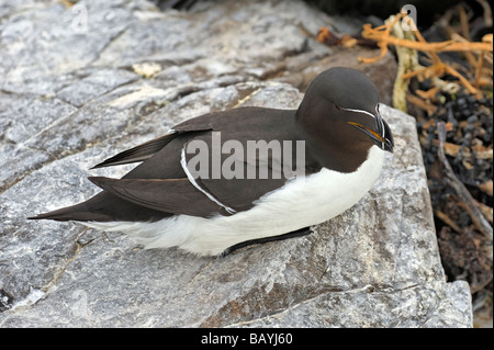 Tordalk (Alca Torda) auf küstennahen Klippen Sims Stockfoto