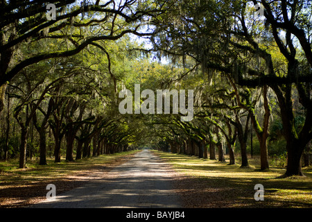 Savannah Georgia Wormsloe Plantage historische Stätte Meile lange Live Oak Avenue Stockfoto