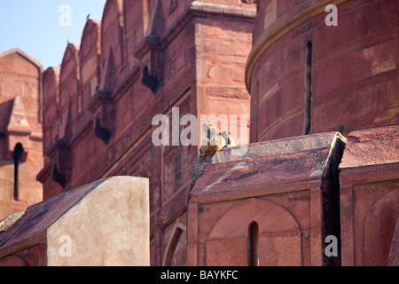 Straeusse an den Wänden des Agra Fort in Agra Indien Stockfoto