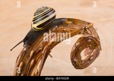 Garten Schnecke kriecht auf einem geschweiften Ast Stockfoto