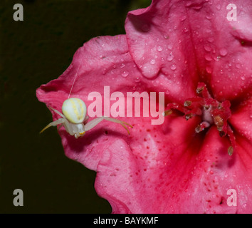 Weiße Krabbenspinne (Misumena Vatia), Frankreich Stockfoto