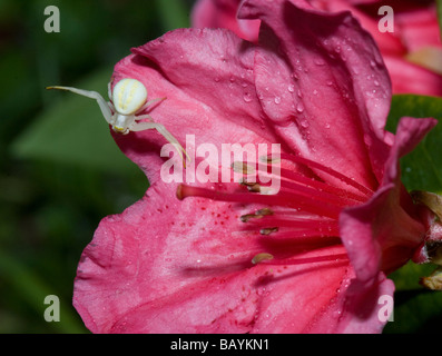 Weiße Krabbenspinne (Misumena Vatia), Frankreich Stockfoto