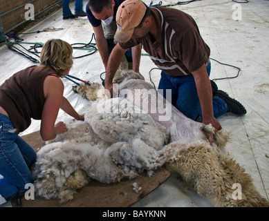 Ein Alpaka, Lama Pacos, wird das Vlies geschoren. Stockfoto