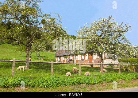 Ferienhaus mit Schafbeweidung Normandie Frankreich Stockfoto