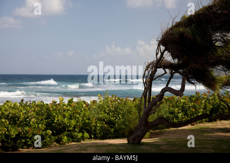 Baum im Wind auf der Karibikinsel Barbados Stockfoto