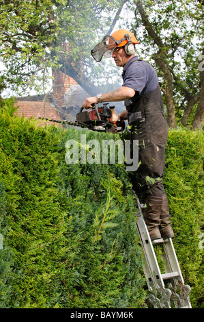 Gärtner schneiden eine Leylandii Hecke von einer Leiter und mit Benzin angetrieben Hedge cutter Stockfoto
