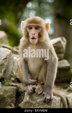 Macaque Rhesus-Affen auf dem Weg zum Jakhu Temple (Affentempel). Shimla. Himachal Pradesh. Indien. Stockfoto