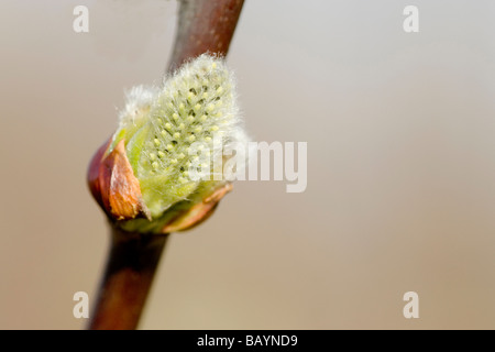 Ziege Weide Salix Caprea Blumen Stockfoto