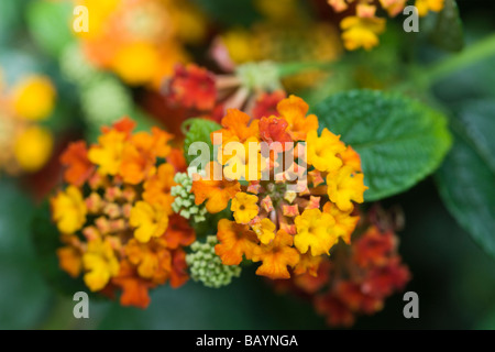 Spanische Flagge (Lantana Camara) Stockfoto