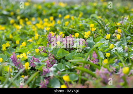 Wildblumen im Frühjahr, (Stockholm) Stockfoto