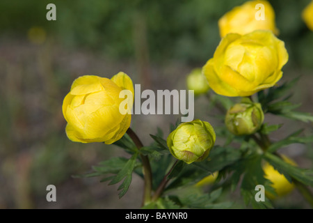 Globeflower (Trollblume Europaeus) Stockfoto