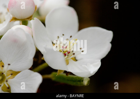 Wilde Kirsche Prunus Avium Blumen Stockfoto