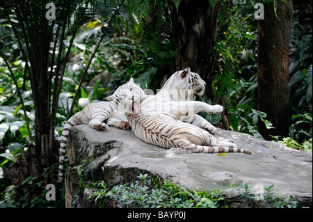 Paar der seltenen weißen Bengal Tiger [Panthera Tigris Tigris]. Singapur Zoo, Singapur Stockfoto