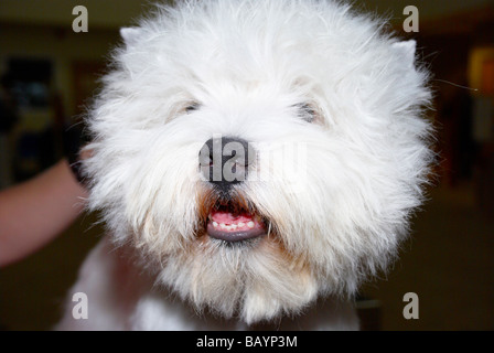 Der Premier Groom Hundesalon Wettbewerb bei MyPetStop in Tingley (in der Nähe von Leeds / Wakefield). Stockfoto