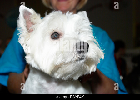 Der Premier Groom Hundesalon Wettbewerb bei MyPetStop in Tingley (in der Nähe von Leeds / Wakefield). Stockfoto