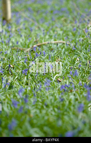 Bluebell Hyacinthoides non Scripta Blumen Stockfoto