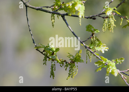 Englisch oder Pedunculate Eiche Quercus Robur Zweig mit Blüten Stockfoto