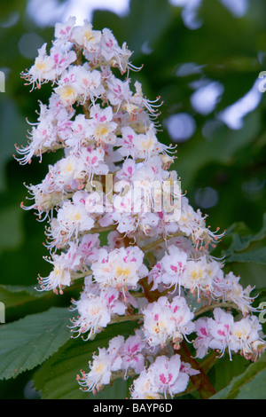 Rosskastanie Aesculus Hippocastanum Blumen Stockfoto