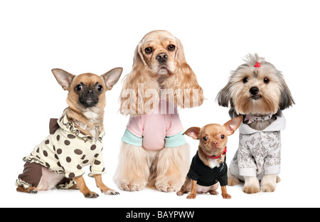 Gruppe von 4 Hunde gekleidet Chihuahua Shih Tzu und Cocker Spaniel vor einem weißen Hintergrund Stockfoto