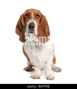 Basset Hound 1 Jahr alt, vor einem weißen Hintergrund Stockfoto