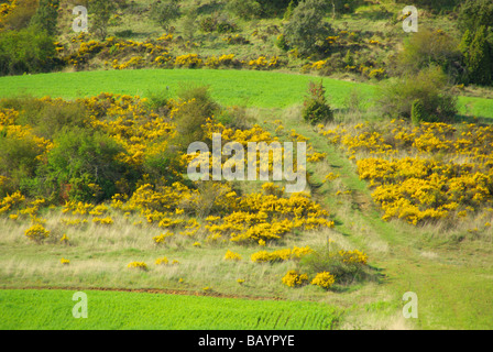 Feld Und Ginster Feld und Besen 04 Stockfoto