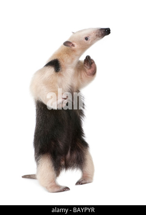 Mit Kragen Ameisenbär Tamandua Tetradactyla vor einem weißen Hintergrund Stockfoto