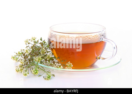 T-Stück Hirtentäschel Tee Hirten Geldbörse 01 Stockfoto