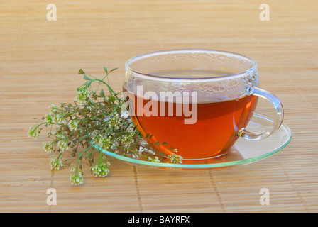 T-Stück Hirtentäschel Tee Hirten Geldbörse 03 Stockfoto