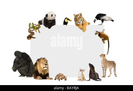 Gruppe von wilden Tieren um ein leeres Plakat vor einem weißen Hintergrund Stockfoto