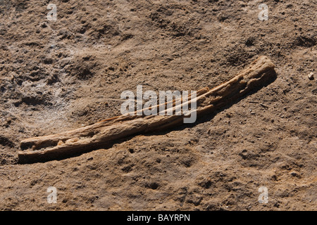 Wal-Rippe fossiler Walknochen Rippe Fossilien Punto Colorado Baja California Mexiko Stockfoto