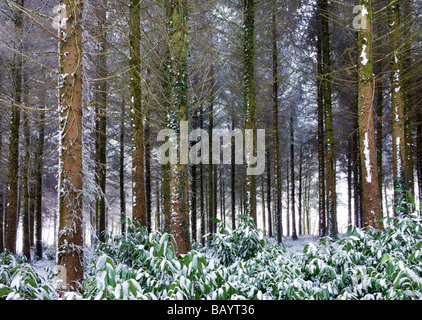 Schneebedeckte Kiefernholz nach einem Schneesturm Morchard Holz Morchard Bischof Devon England Februar 2009 Stockfoto