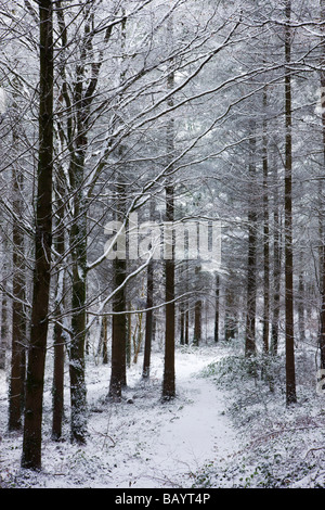 Schneebedeckte Kiefernholz nach einem Schneesturm Morchard Holz Morchard Bischof Devon England Februar 2009 Stockfoto