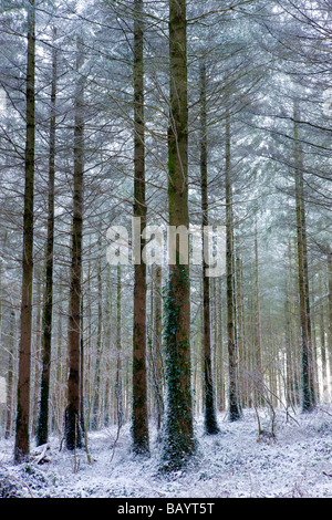 Schneebedeckte Kiefernholz nach einem Schneesturm Morchard Holz Morchard Bischof Devon England Februar 2009 Stockfoto