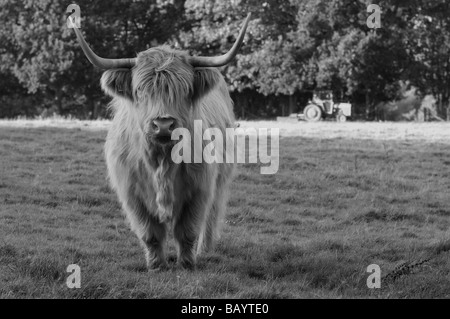 Braune neugierige Highland Kuh im B&W Stockfoto