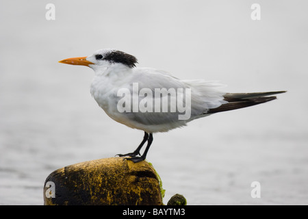 Erwachsenen Winter Royal Seeschwalbe (Sterna Maxima) stehend auf Holz stapeln Stockfoto