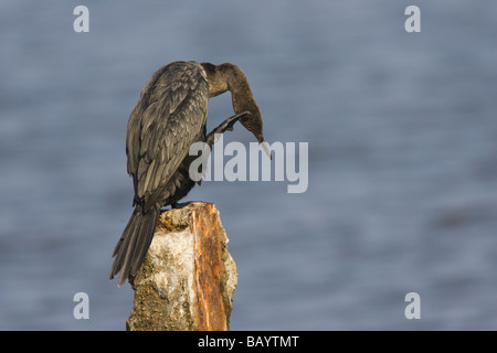 Erwachsenen Neotropis Kormoran (Phalacrocorax Brasilianus) kratzen den Kopf mit seinem Fuß Stockfoto