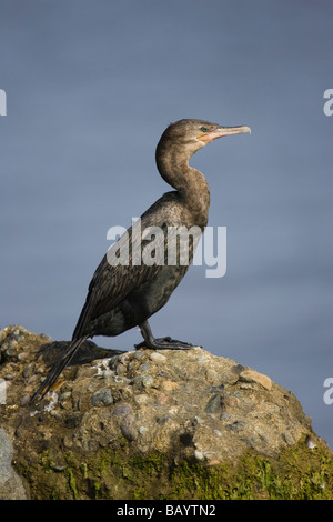 Unreife Neotropis Kormoran (Phalacrocorax Brasilianus) auf einem Felsen an der Küste Stockfoto