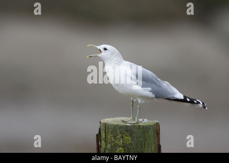 Erwachsenen Winter gemeinsame Gull (Larus Canus) Berufung auf einem hölzernen Pfosten stehend Stockfoto