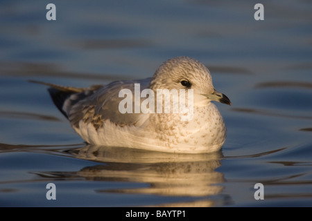 Zweite "Frierbäder" Common Gull (Larus Canus) auf der Oberfläche des ruhigen Wassers Stockfoto